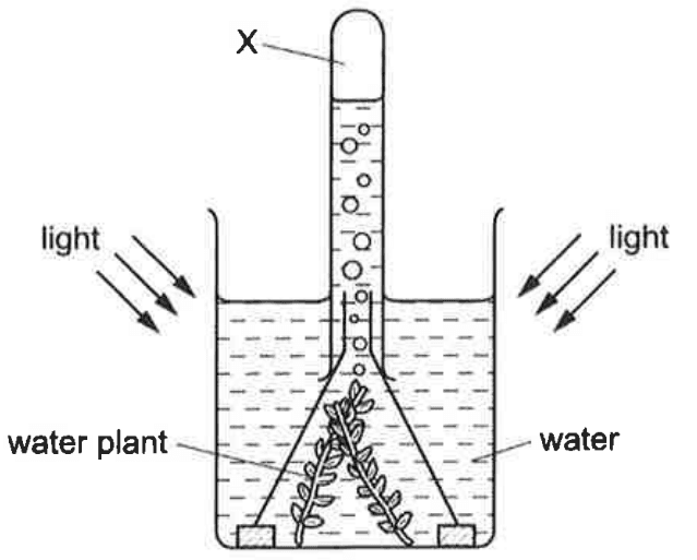 Question Image