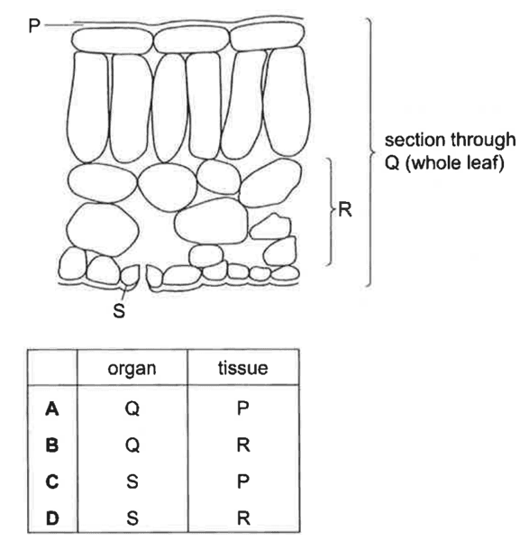 Question Image