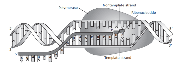 Question Image