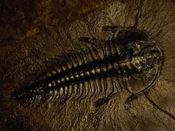 placeholder image to represent content