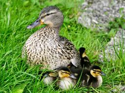 placeholder image to represent content