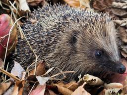 placeholder image to represent content