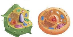 placeholder image to represent content