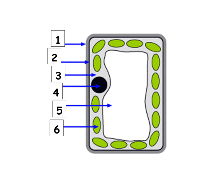 Question Image
