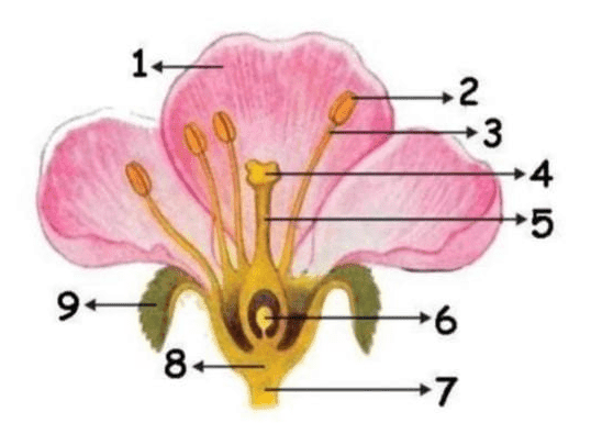 Question Image