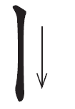 Answer Image