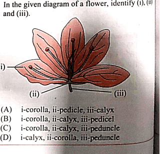 Question Image
