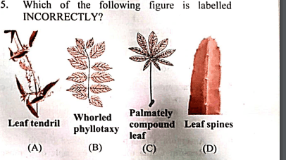 Question Image