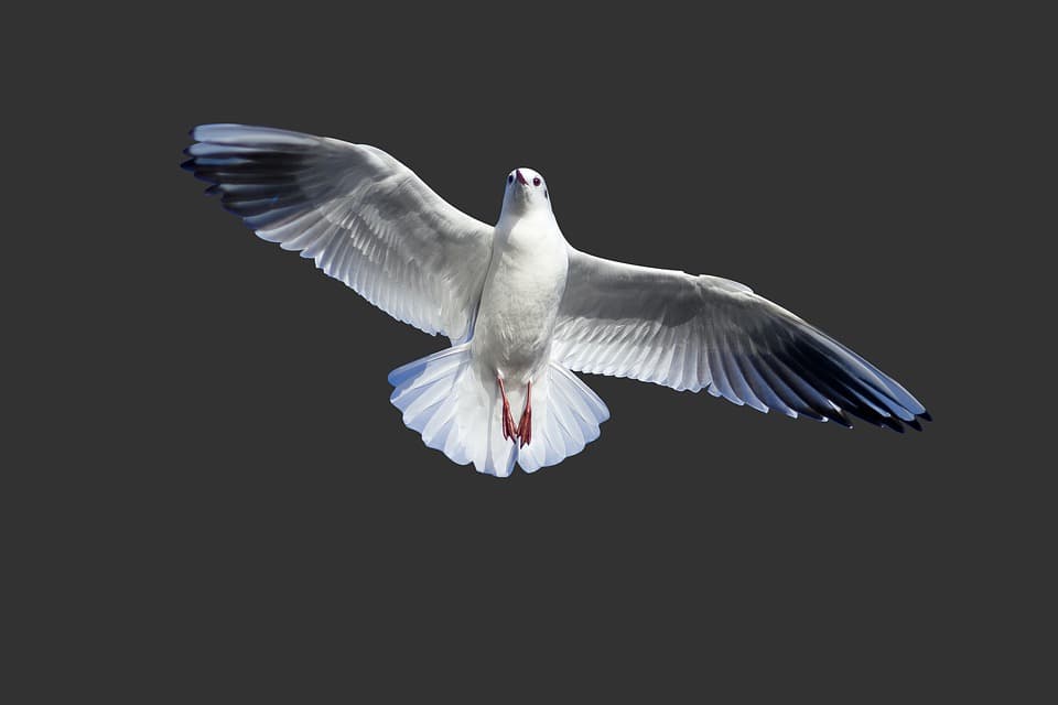 Question Image
