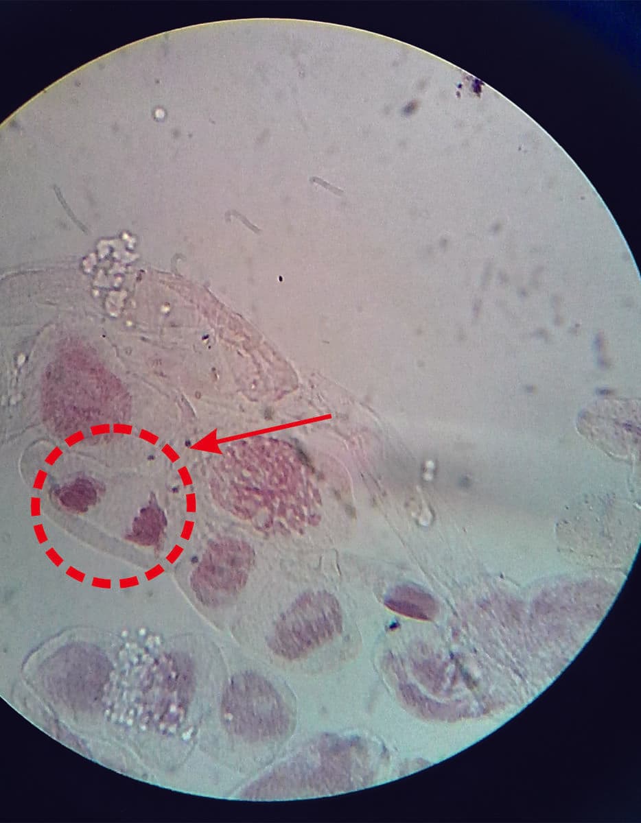 Question Image