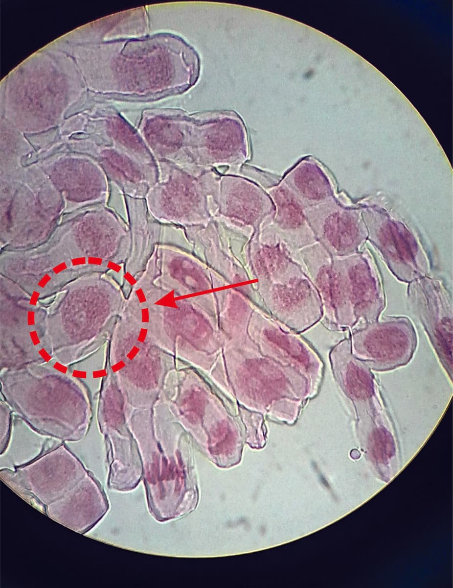 Question Image
