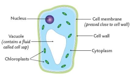 Question Image