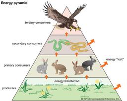 placeholder image to represent content