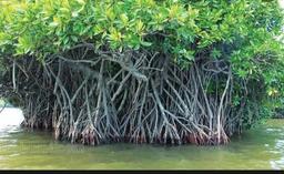 placeholder image to represent content