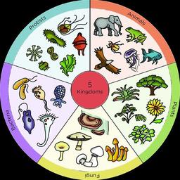 placeholder image to represent content