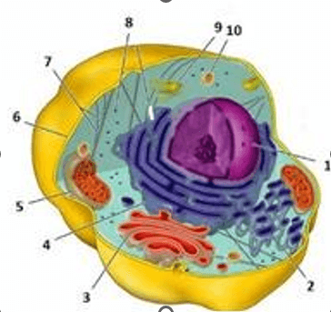 Question Image