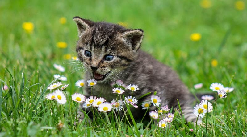 Answer Image
