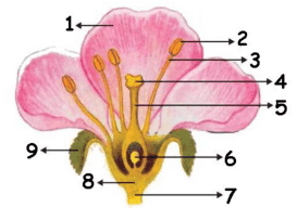 Question Image