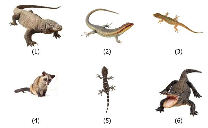 Question Image