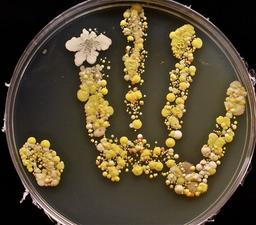 placeholder image to represent content