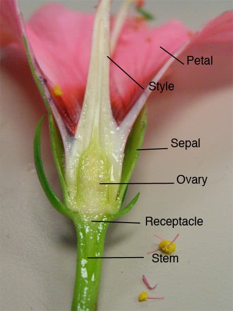 Question Image