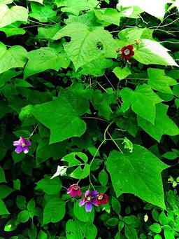 placeholder image to represent content