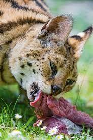 placeholder image to represent content