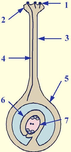 Question Image