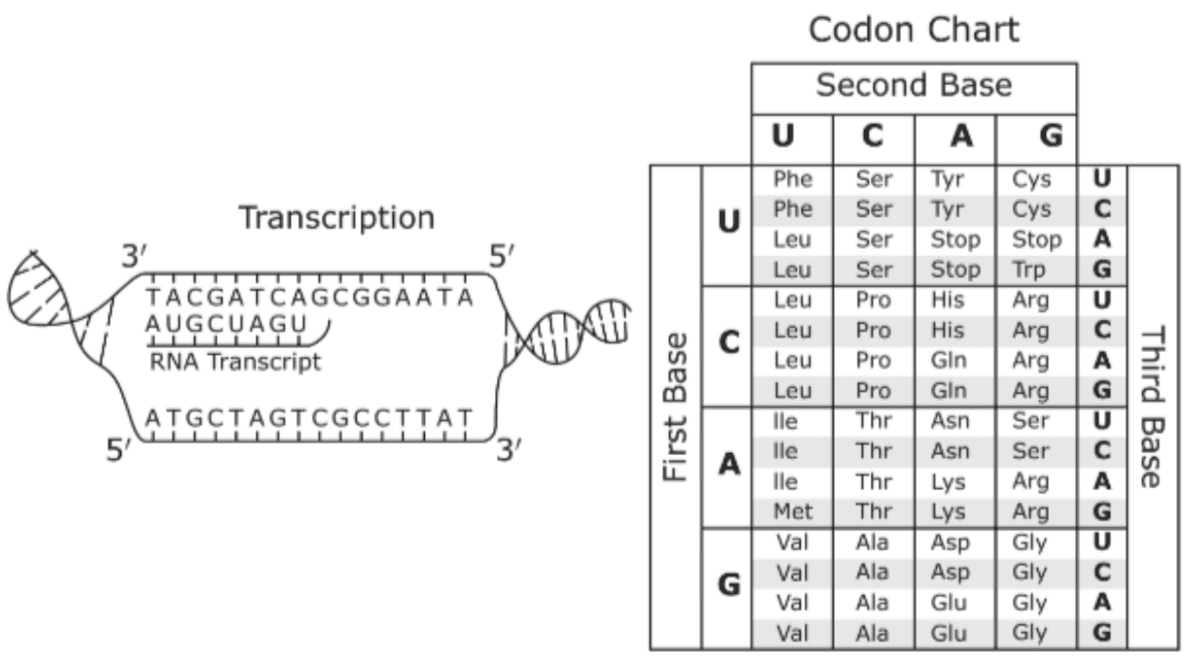 Question Image