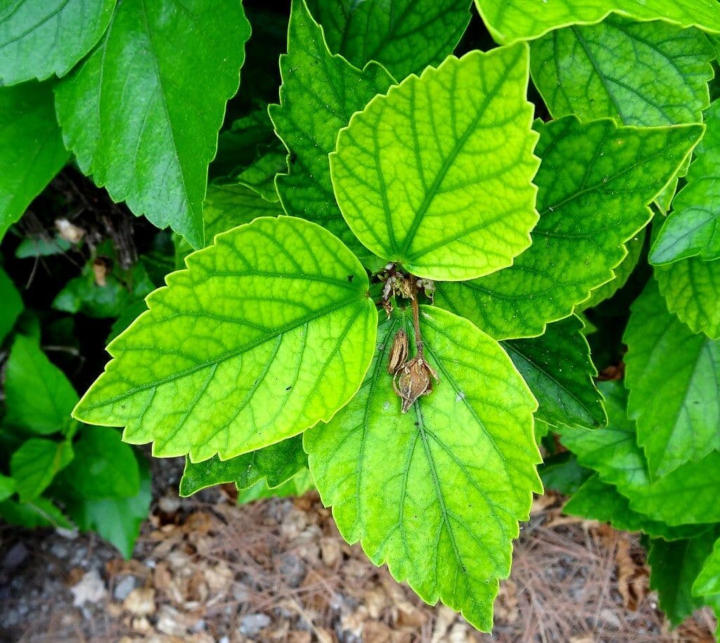Question Image