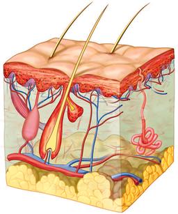 placeholder image to represent content