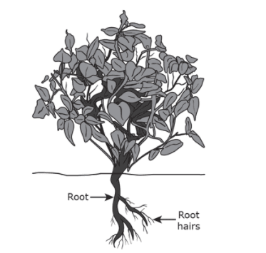 Question Image