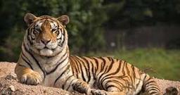 placeholder image to represent content