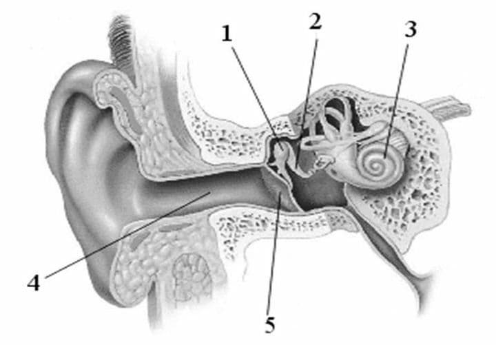 Question Image