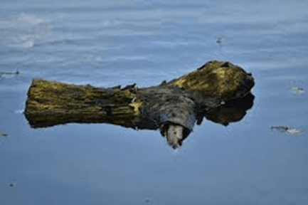 Answer Image
