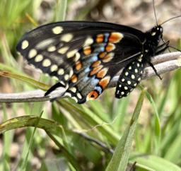 placeholder image to represent content