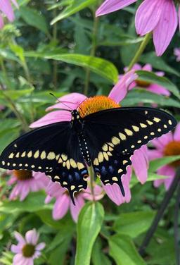 placeholder image to represent content