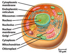 Question Image