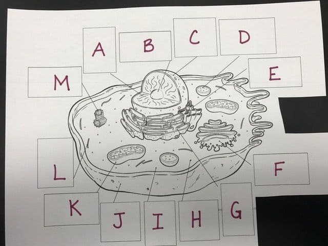 Question Image