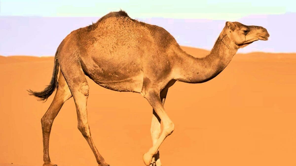 Question Image