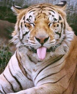 placeholder image to represent content