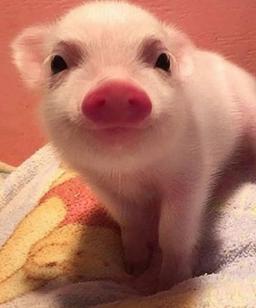 placeholder image to represent content