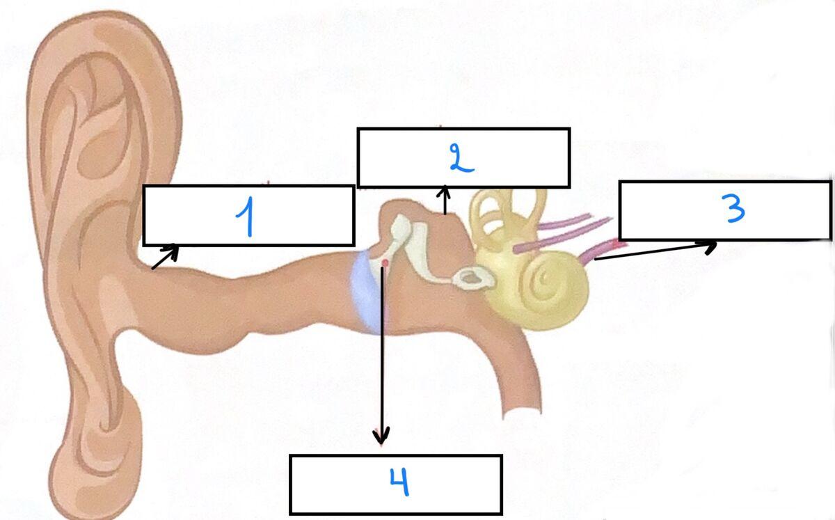 Question Image