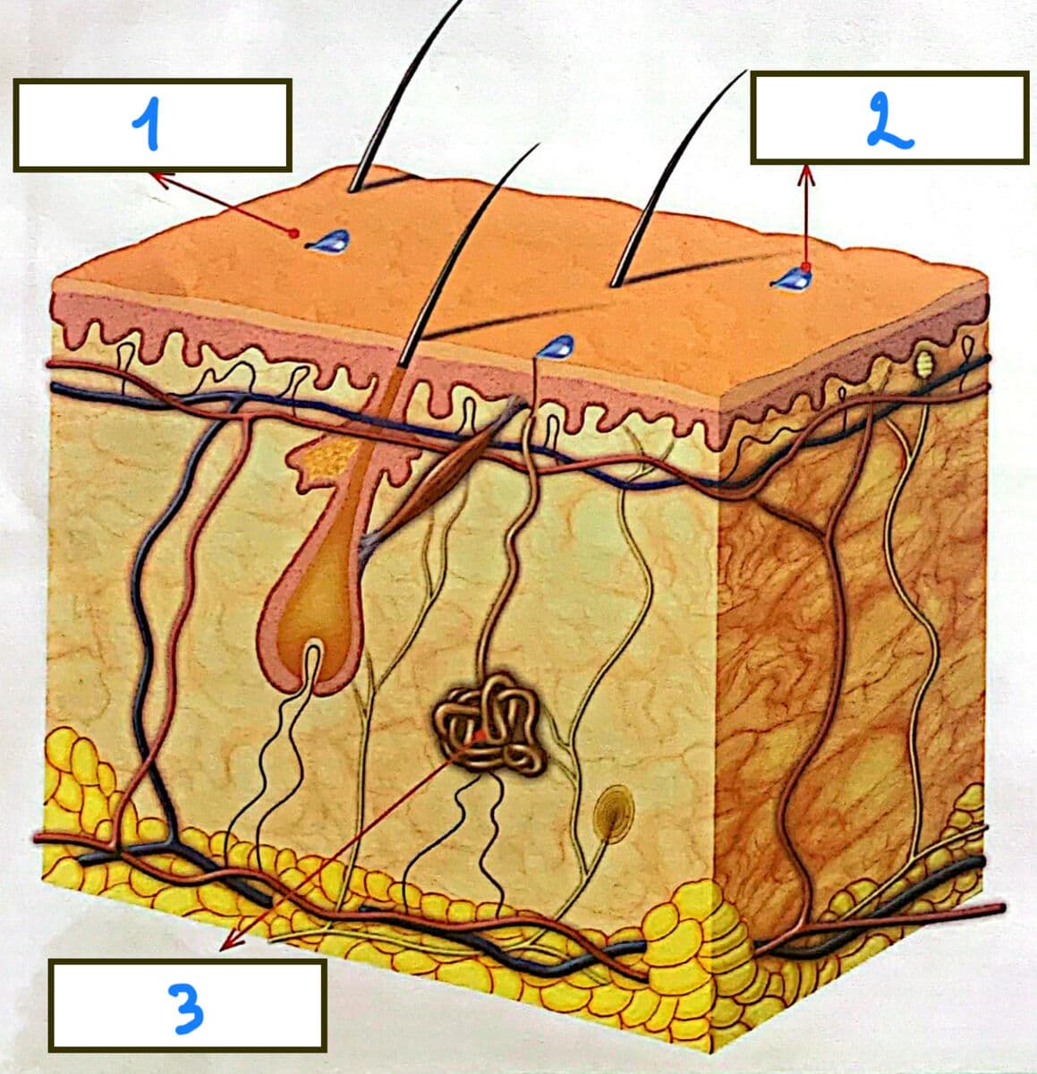 Question Image