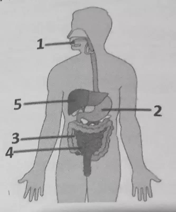Question Image