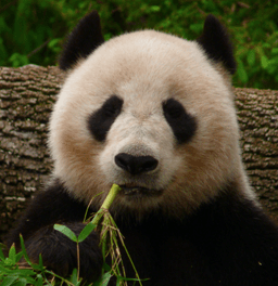 placeholder image to represent content