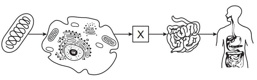 Question Image