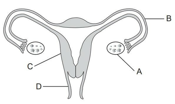 Question Image