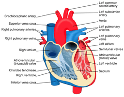 placeholder image to represent content