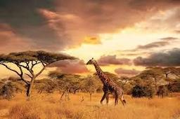 placeholder image to represent content